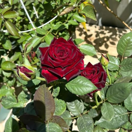 semillas fragantes resistentes del rosal, trepadoras, y de rápido crecimiento. regalo decoración para el jardín 50pcs