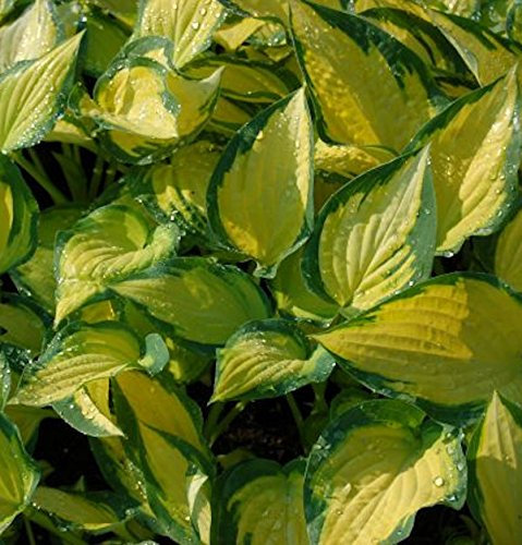 Funkie Orange Marmalade - Hosta cultorum - lebende Gartenpflanze aus den Baumschulen