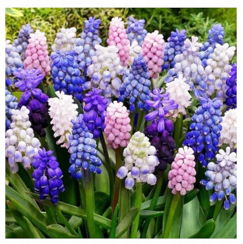 Set Muscari Traubenhyazinthe Mix 10 20 50 Stk. Blumenzwiebeln Zwiebeln Blütenfarben Weiß Violet Blau Duo Winterhart mehrjährig (Mix 25 Stk.)