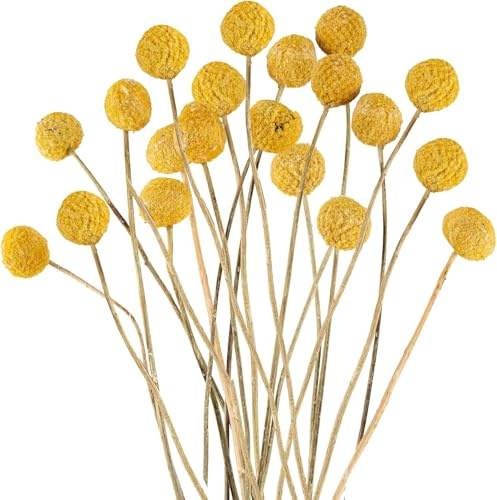 20 Stück Craspedia-Globuli Trockenblumen Natürlich Gelb, Billy Balls Deko für Blumenarrangements, Hochzeit, DIY-Kränze, Tischdeko & Heimdekor (Goldgelb)