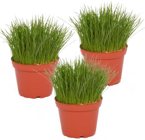 Petsnack Bio Katzengras FEIN im Topf (3 Stück) ║ BIOLAND-Qualität, garantiert frei von synthetischen Pflanzenschutzmitteln ║ Höhe mit Topf 15-20 cm ║ sofort gebrauchsfertig.