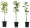 Plant in a Box - Apfelbäume - Set mit 3 Typen - Malus 'Braeburn', 'Golden Delicious', 'Malus Gala' - Obstbäume - Topf 9cm - Höhe 60-70cm