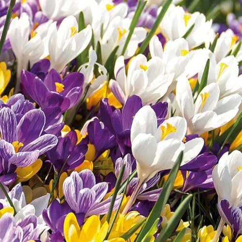 Bloomique - Mélange de 40 - Crocus - Crocus - Mélange de Couleurs - Bulbes à Fleurs - Floraison Printemps - Plantes Vivaces - Pousse jusqu'à 10-15 cm