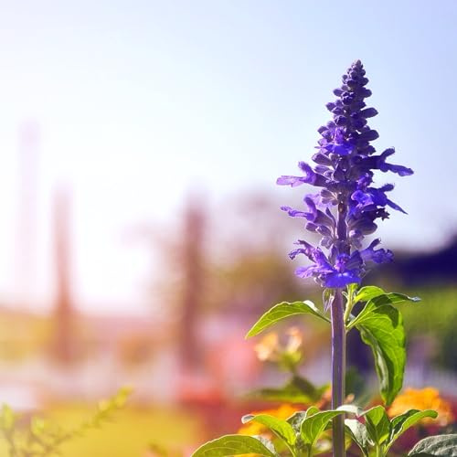 Salvia farinacea 'Victoria Blue' Seeds – Kew Flowerhouse Collection, Vivid Purple-Blue Flowers, Long-Flowering Perennial for Borders & Containers, 1 x Packet 400 Seeds, by Thompson & Morgan