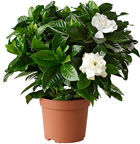 1 X GARDENIA JASMINOIDES JASMIN DU CAP PLANTE D'INTERIEUR SAINE ORNEMENTALE EN POT