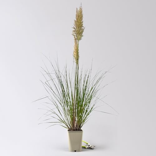 Bio Pampasgras 'Pumila', Topf 5 Liter