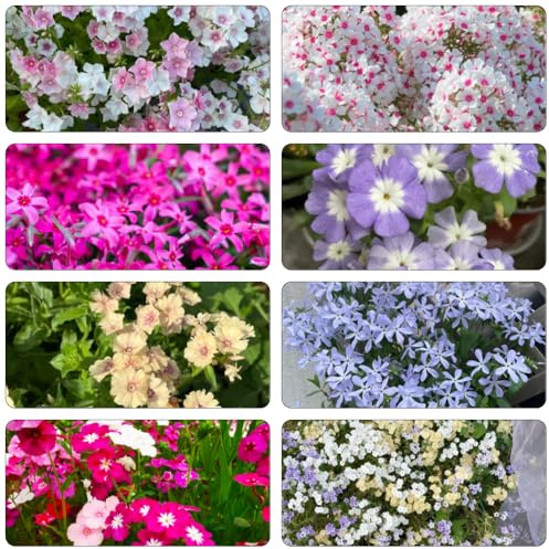 semillas Phlox de alfombra - flox subulata silvestres de balcón jardín interior exóticas primavera balcón primavera flox alfombra Cobertura perenne 300pcs
