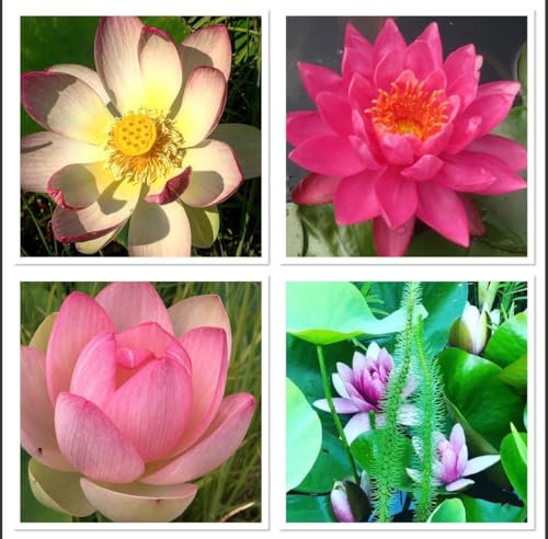Lotus Semillas Mezcla 10 Semillas nelumbo nucifera Resistente al Invierno y Robusta