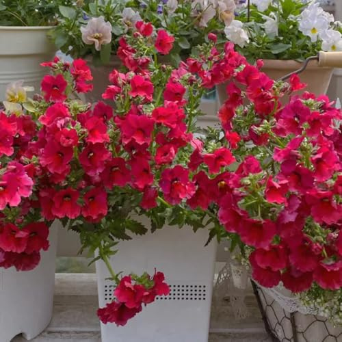 Semi di Elfenspiegel - esotiche Semi di Nemesi - Le perenni sono Le da giardino sono perenni 100pcs