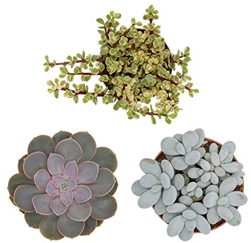 Pasiora Sukkulenten Mix im 12cm Topf, verschiedene große Pflanzen, Geschenkset (3 Stück)