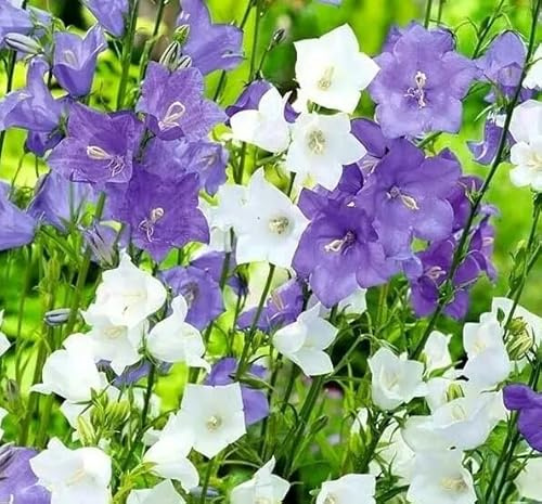 1 Pack of 20 000 SEEEDS Campanula carpatica Mixed Bellflowwer