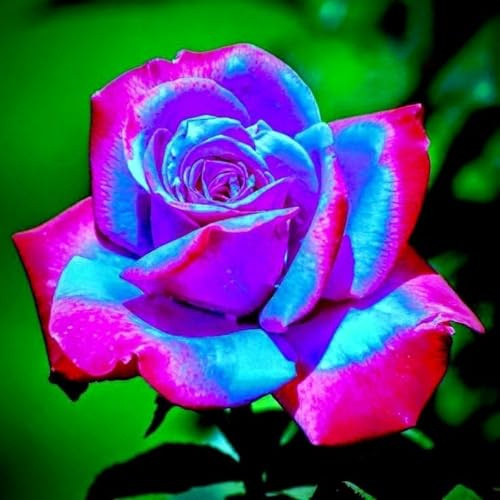 Rizoma Di Rosa, Perenne, Adatto A Primavera E Autunno, Ideale Per La Vista In Giardino, Non Necessita Di Irrigazione-2 Rizoma-D
