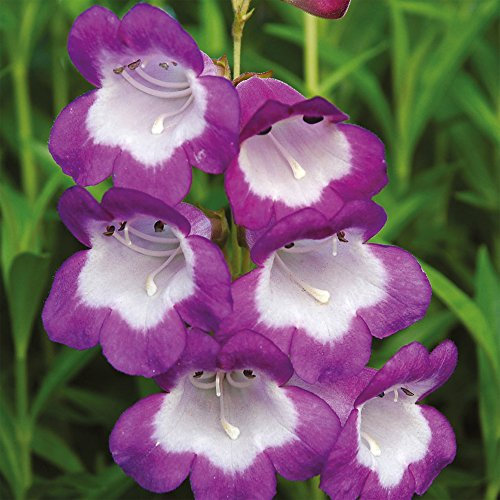 Penstemon Hardy Perennial Plant Long Flowering Easy to Maintain Semi Evergreen with Lilac and White Bell Blooms, Perfect for Bees & Butterflies 1 x Pensham Czar in 1L Pot by Thompson and Morgan