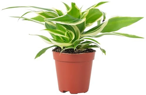 Grünlilie 'Ocean' Smit Bambino - pflegeleichte Zimmerpflanze, Chlorophytum ocean - Höhe ca. 15 cm, Topf-Ø 5,5 cm