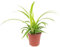 Lirio verde 'Ocean' Smit Bambino – Planta de interior fácil de limpiar, Chlorophytum ocean – Altura aprox. 15 cm, diámetro de la maceta 5,5 cm