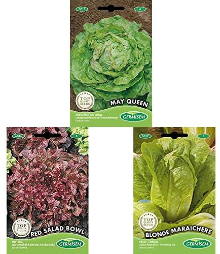 Germisem graines Laitue pommée Reine de mai MAY QUEEN+Red Salad Bowl Graines de Laitue+Laitue Romaine BLONDE MARAICHERE