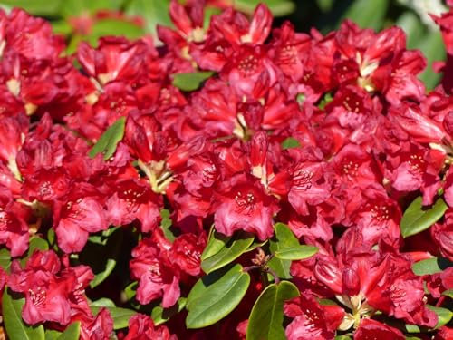 Rhododendron williamsianum Tromba - Rhododendron Hybride - 25-30cm