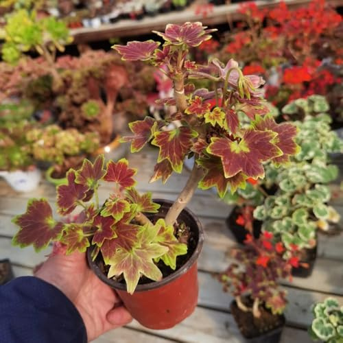 semi di geranio resistenti, pelargonium primaverile, selvatici decorativi resistenti balcone da balcone, decorazione soggiorno da giardino 450pcs