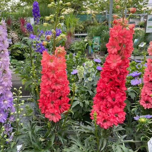 rittersporn staude - Delphinium - bio balkon blumendeko deko blumenwiese mehrjährig wiesensaatgut garten geschenk frühlingsblume winterharte kübelpflanzen bodendecker blumensamen 600samen
