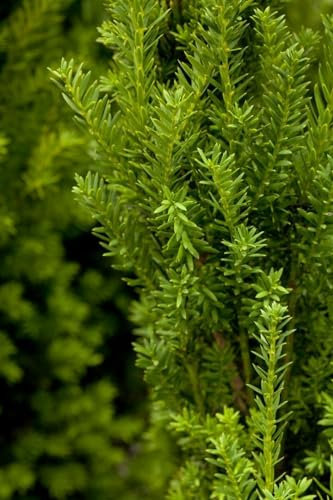 Taxus media 'Hillii' 40-50 cm – Immergrün, Winterhart, Pflegeleicht – Bechereibe – Heckenpflanze für Garten & Sichtschutz
