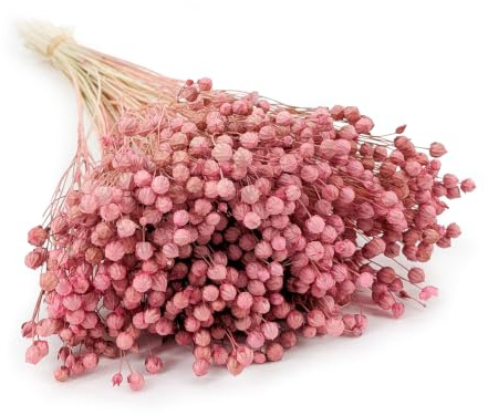 Enchanted Dekogras Getrocknetes Gras Flachs Ziergras Leinen Trockenblumen Natürlich Boho 80 Stück Hellrosa