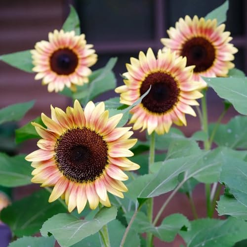 Sonnenblumensamen - outdoor rankpflanzen sonnenblume, bio pflanzensamen bodendecker stauden topfpflanzen deko büro exotische zimmerpflanzen gewächshaus balkon hochbeet balkongarten 200pcs