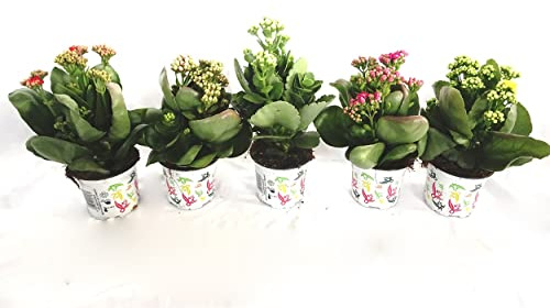 Kalanchoe Planta Natural - Pack de 5 Plantas con Flores - Plantas Vivas muy Resistentes