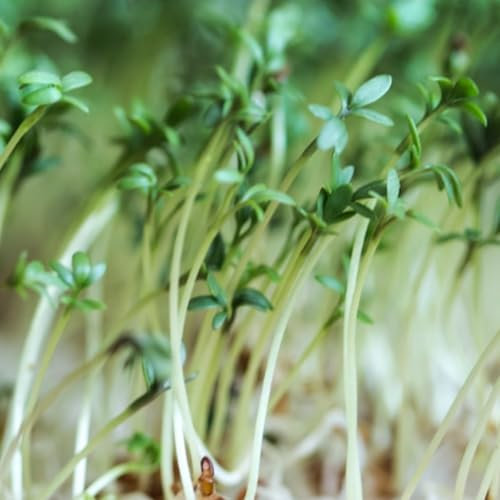 Cress Seeds – 2000 Fresh Seeds Plain Common Garden Cress - Ideal for Kids to Plant and Grow Your Own Ideal for Windowsill, Garden, Pots or Containers – Packed in The UK by Meldon Seeds
