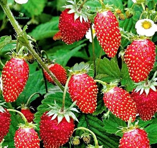Monats Erdbeere »Rügen« Samen, Fragaria vesca, sehr aromatisch wie Walderdbeeren (100 Samen)