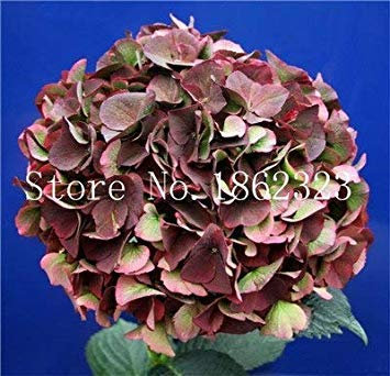 Lot de 50 ortensias d'escalade, hortensia paniculata « Vaniglia Fraise », la pianta del Fiore Ortensia, Pianta in Vaso per la casa Giardino : 18