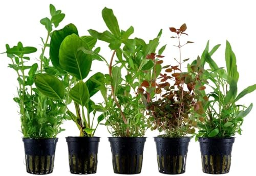 AquaOne Aquarium Pflanzen 5X Wasserpflanzen Hintergrund Aquarienpflanzen | Alternanthera Bacopa Echinodorus Hygrophila, Set mit 5 Hintergrundpflanzen