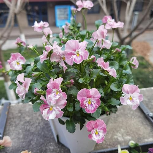 viola del pensiero comprare semi, esterno primaverili resistenti per balcone soggiorno giardino 450pcs