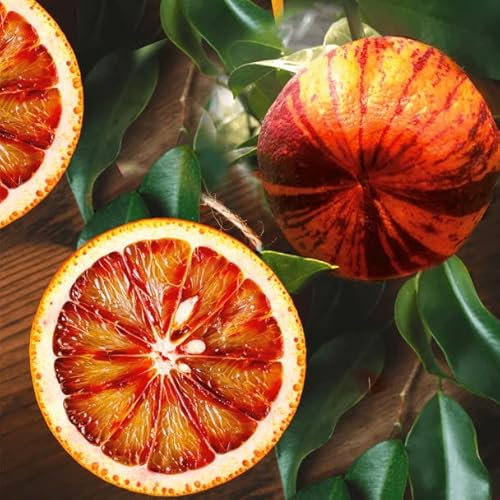 Orangenbaum Arcobal 70-100 cm - Citrus Sinensis 'Arcobal' - Regenbogen Orange, Fruchtig, Aromatisch, Perfekt für Garten & Terrasse – Exklusive Züchtung, Ideal für Frischverzehr und Saft