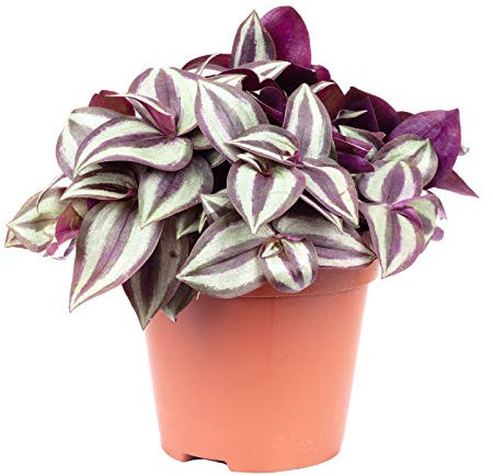 Zebrakraut 'Smit Silver Sicilian' - pflegeleichte Zimmerpflanze, Tradescantia zebrina - Höhe ca. 20 cm, Topf-Ø 12 cm