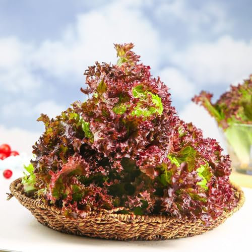 50 Pezzi Semi Di Lattuga Rialzata - Lactuca Sativa - Semi Di Lattuga Tagliata, Semi Di Ortaggi, Aiuole Rialzate Raccogliere Lattuga, Semi Di Lattuga, Semi Di Lattuga Semi Di Antiche