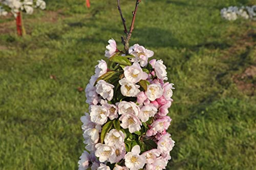 Zierapfel Malus Van Eseltine 60-100 cm Zierbaum winterhart | Säulenform, weiße Blüte im Frühling, kleine Zierfrüchte, sonnig bis halbschattig, ideal für kleine Gärten