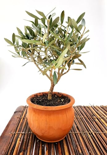 POWERS TO FLOWERS - BONSAI OLIVO, COLTIVATO IN ORCIO DI TERRACOTTA, VASO 13CM DIAMETRO, Pianta Vera