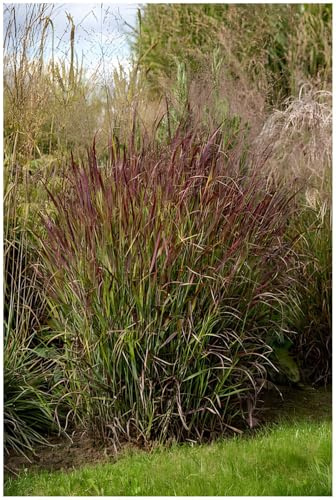 Stauden Gänge 1 x Panicum virgatum 'Shenandoah' Rote Rutenhirse winterhart | Rotes Ziergras für Sonne, Blüte August bis Oktober, mehrjährig, 1 L Topf (11x11 cm)