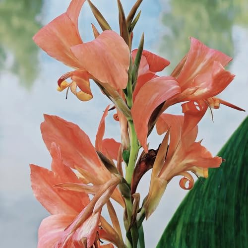 Bulbi di canna, esotiche Canna indica, regali per gli amanti del giardino bulbi di regali per giardinieri 5pcs