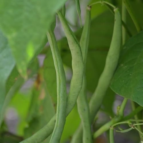 PREMIER SEEDS DIRECT - Climbing French Bean - Cobra - 90 Finest Seeds