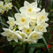 Saterkali Semillas de narciso, 800 piezas de bulbos de narciso doble de narciso mixto Semillas Planta de jardín de flores de primavera Semillas de narciso