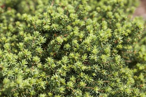 Zwergfichte Picea abies Little Gem, winterhart, immergrün, für Kübel