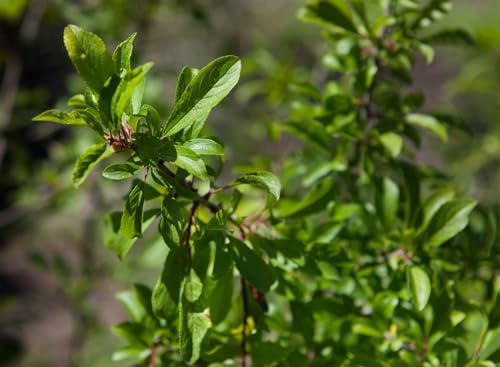 Schlehe Prunus spinosa 125-150 cm Heckenpflanze winterhart | Bienenweide, Vogelnährgehölz, schnittverträglich, sonnig bis halbschattig, robust, ideal für Naturhecken und Wildobst