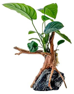 AquaOne Anubias barteri Plante sur racine de moorcie avec pierre Seiryu Décoration d'aquarium Plante aquatique Racine Roche Mini paysage Aquascaping Facile d'entretien