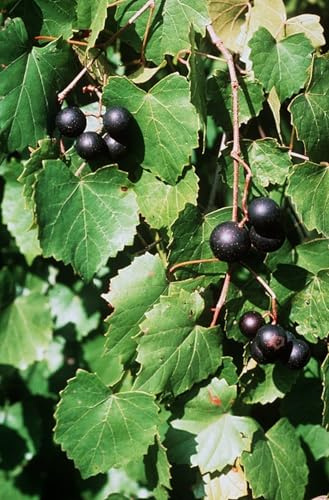 Graines de raisin muscadine lilas Vitis Rotundifolia Paquet de 100 graines
