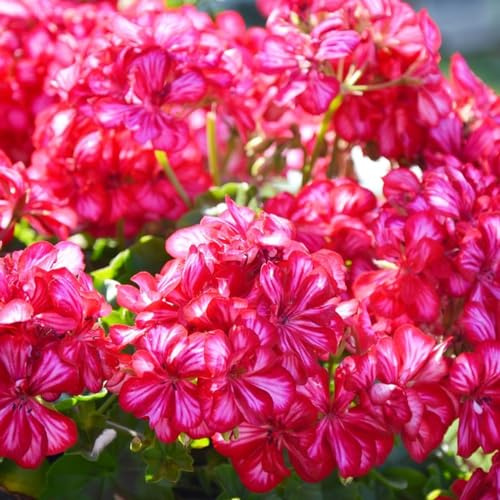 semi di geranio - perenni decorative giardino resistenti in vaso estremamente 200pcs