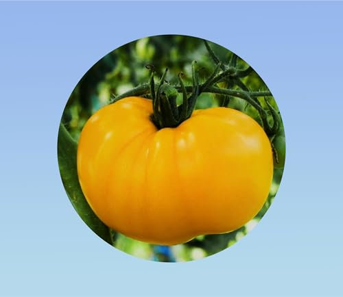 120 graines de tomate BRANDYWINE JAUNE - tomato solanum lycopersicum - gros fruits
