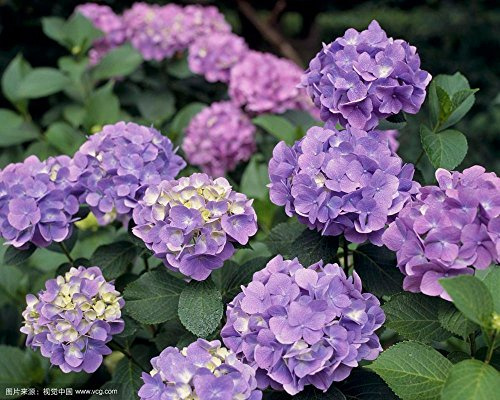 Hortensias Bleus Vraies Graines D'Hortensia D'Un Ero Seeds Belles Graines De Fleurs Chine La Croissance Naturelle Pour Le Jardin À La Maison Graines