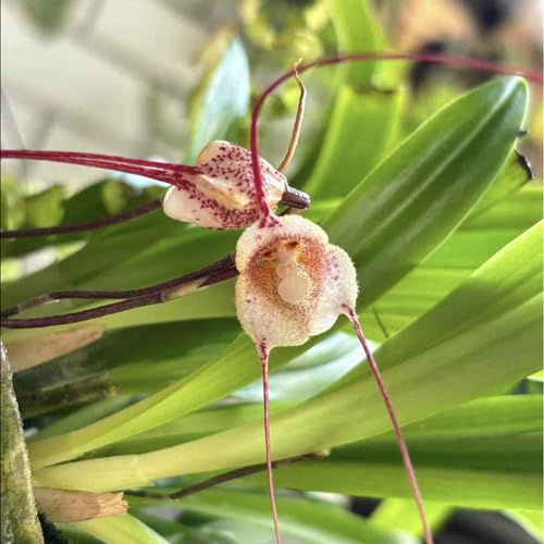 Semi di orchidea scimmia - resistenti per giardini rocciosi resistenti per i luoghi soleggiati di biologica raro semi giardinieri 50pcs