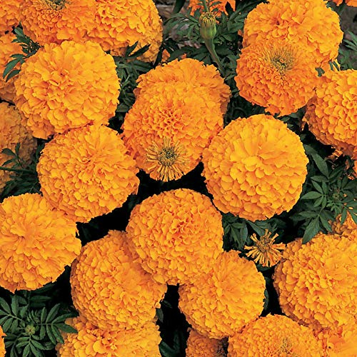 Marigold Seeds - Inca II Series - Orange - 25 Seed Packet - Tagetes erecta - Non-GMO, Open Pollinated - Flower Gardening